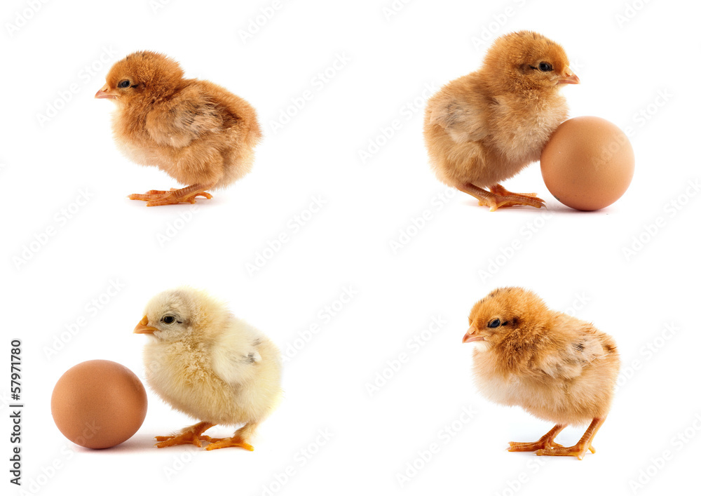 The set of yellow small chicks with egg