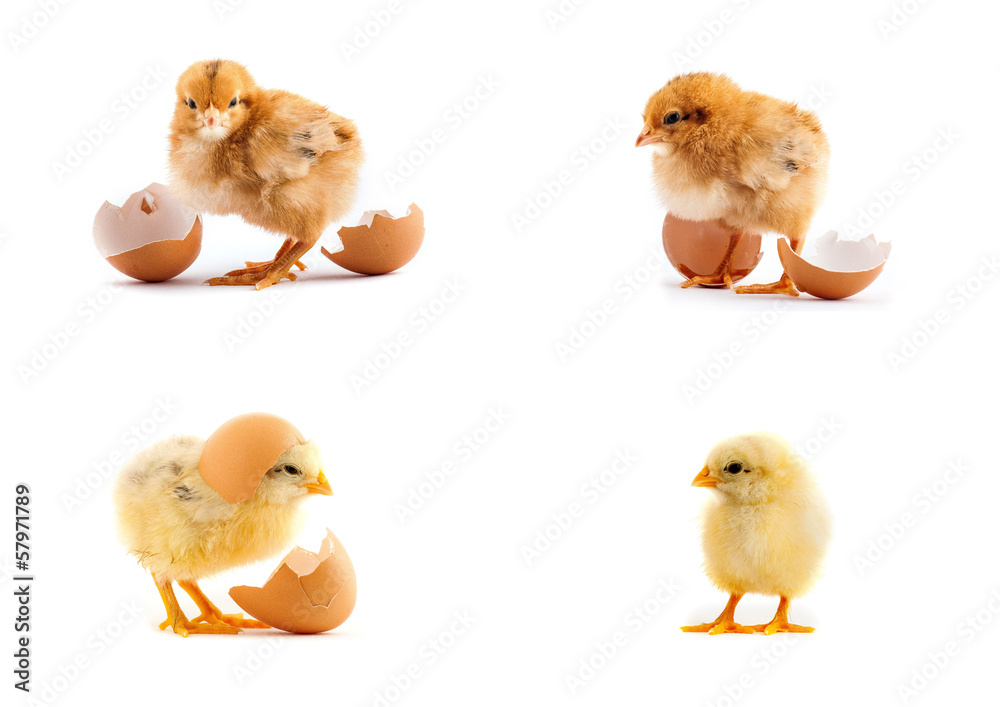 The set of yellow small chicks with egg The set of yellow small chicks with egg