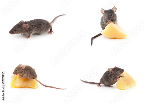 Set of mice, Mouse and cheese on white © Sergii Figurnyi