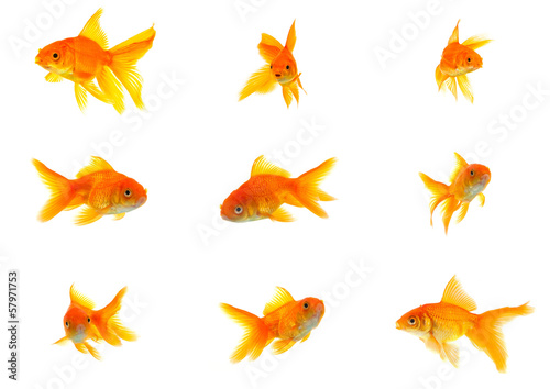 Set of gold fishes