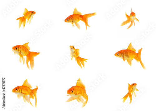 Set of gold fishes