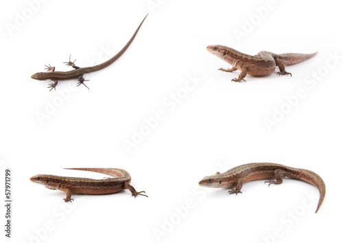Photographie Set of small lizards on white