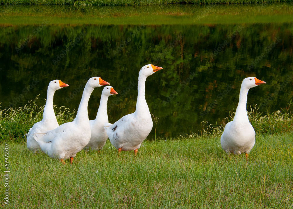 Geese on a sunny day Geese on a sunny day