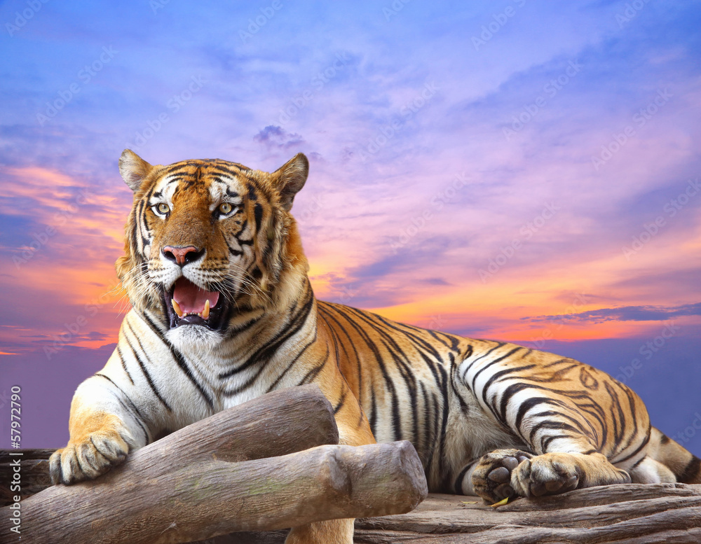 Naklejka premium Tygrys szuka czegoś na skale z pięknym niebem o zachodzie słońca