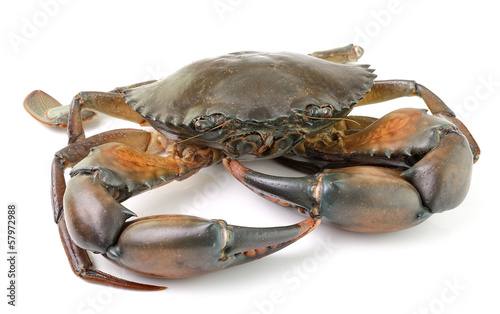 sea crab isolated on white background