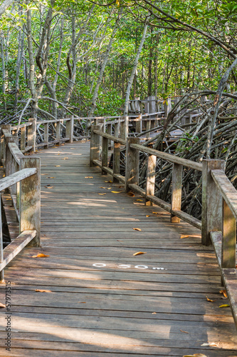 boardwalk in mangrove forest