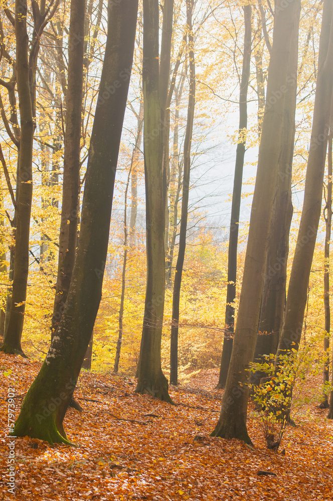 Fototapeta premium Autumn forest