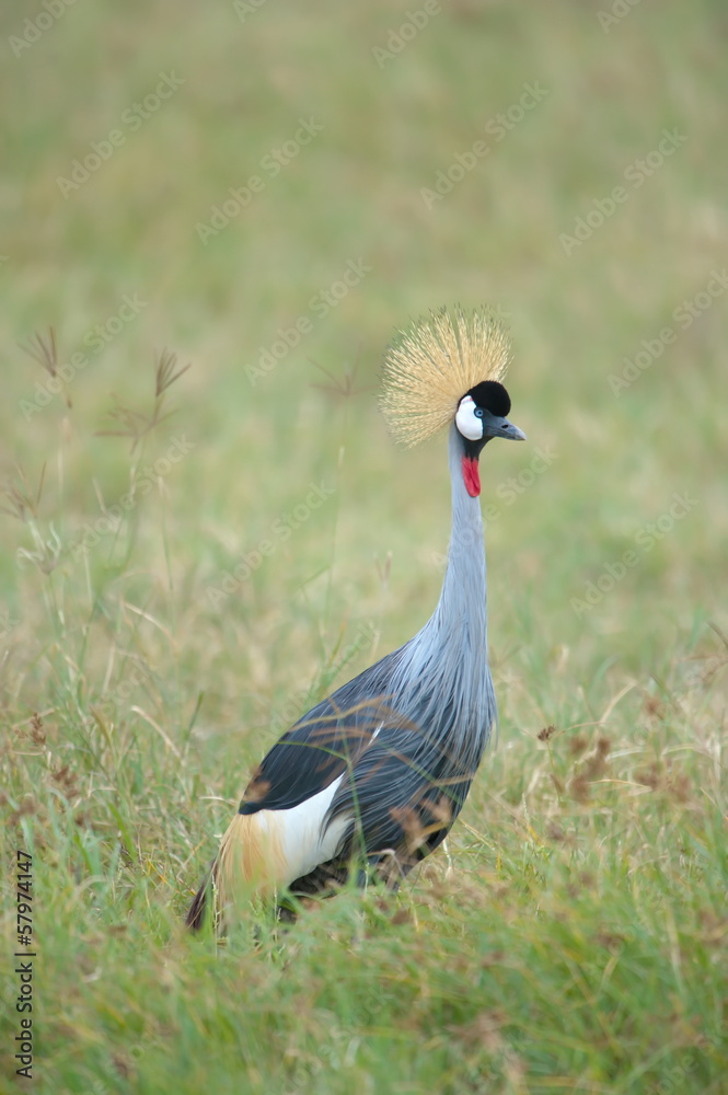 Naklejka premium African Crown Crane