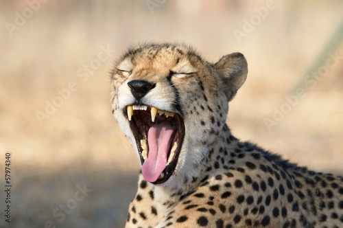 Shot of a yawning cheetah