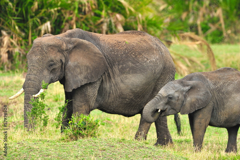 Obraz premium Shot of an African Elephant with her calf
