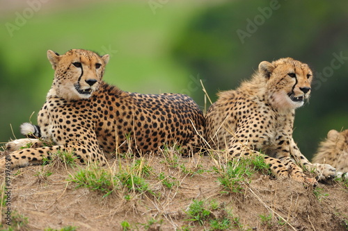 Portrait of a pair of Cheetahs