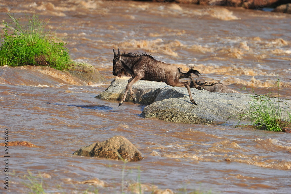 The Great Migration The Great Migration
