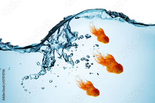 Fototapeta Naklejka Na Ścianę i Meble -  Goldfish into the water