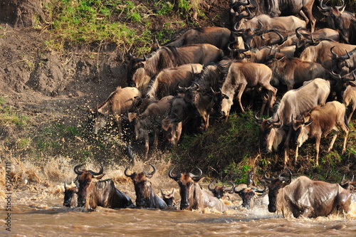 The Great Migration