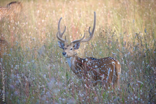 Spotted Deer or Chital