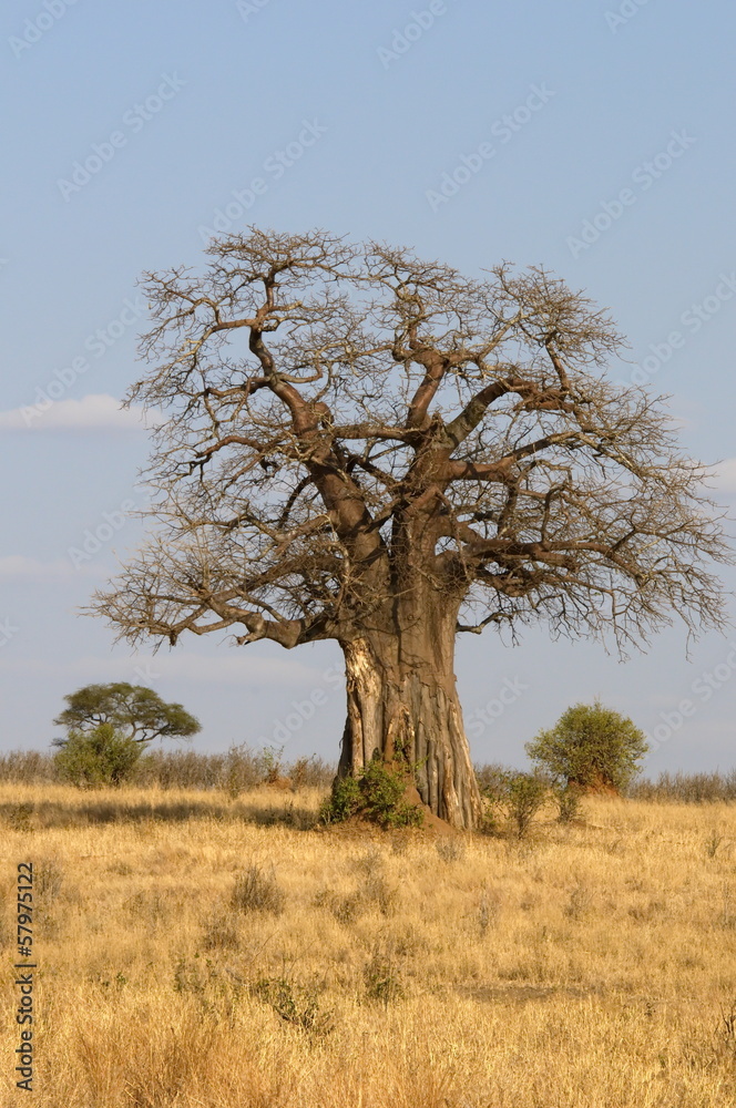Giant Baobab Tree