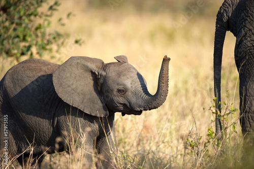 A curious baby elephant