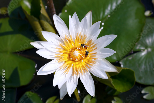 Closeup white lotus and bees