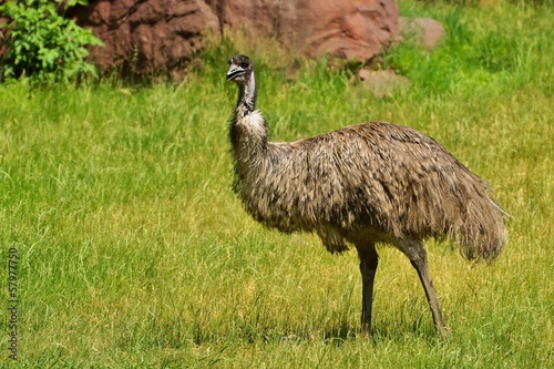 Ostrich Emu (Dromaiidae) photo