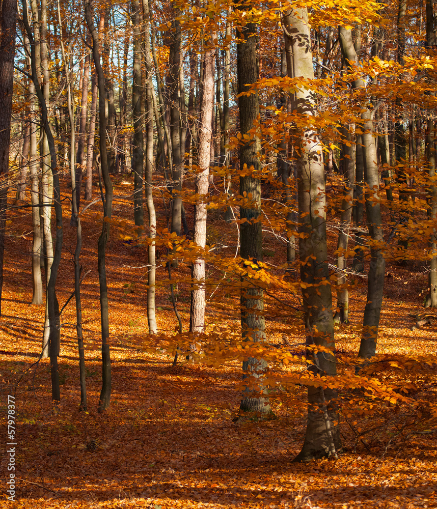 Autumn forest