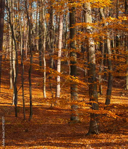 Obraz na płótnie Autumn forest w salonie