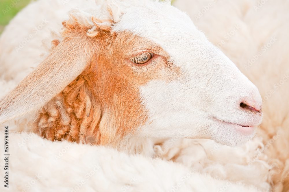 Naklejka premium sheep