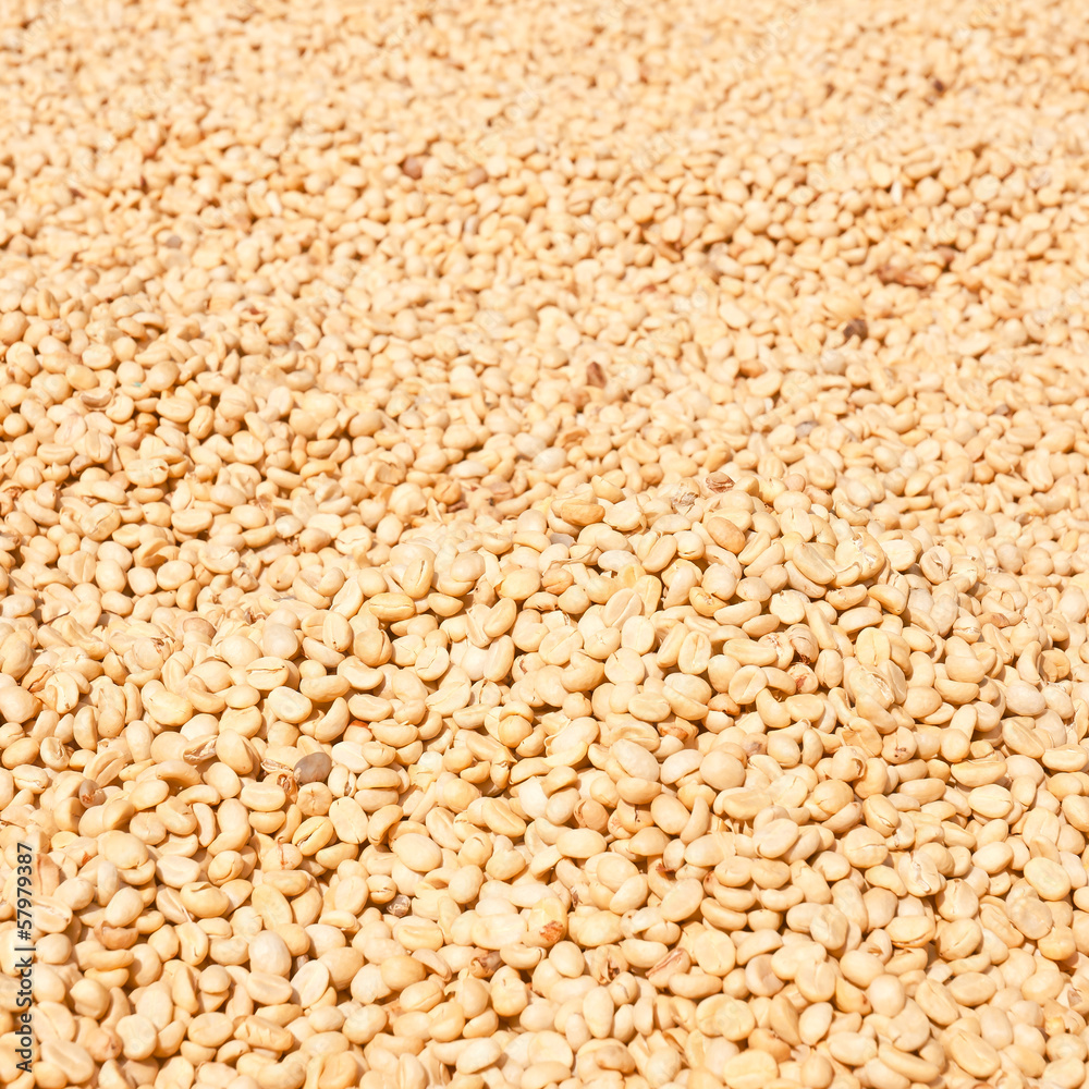 Farmer drying coffee beans in the sun Farmer drying coffee beans in the sun