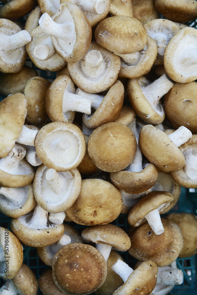 Many fresh Shiitake mushroom Many fresh Shiitake mushroom