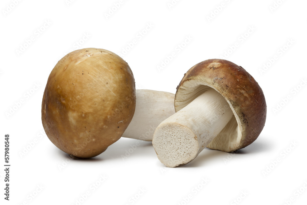 Russula mushrooms Russula mushrooms