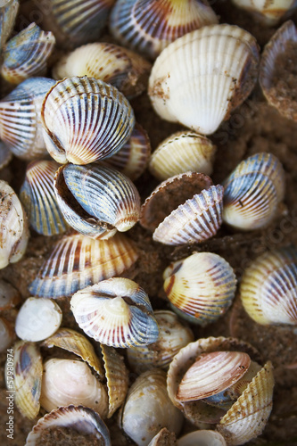 seashells on the baltic sea