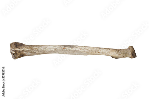 old bone isolated on white background
