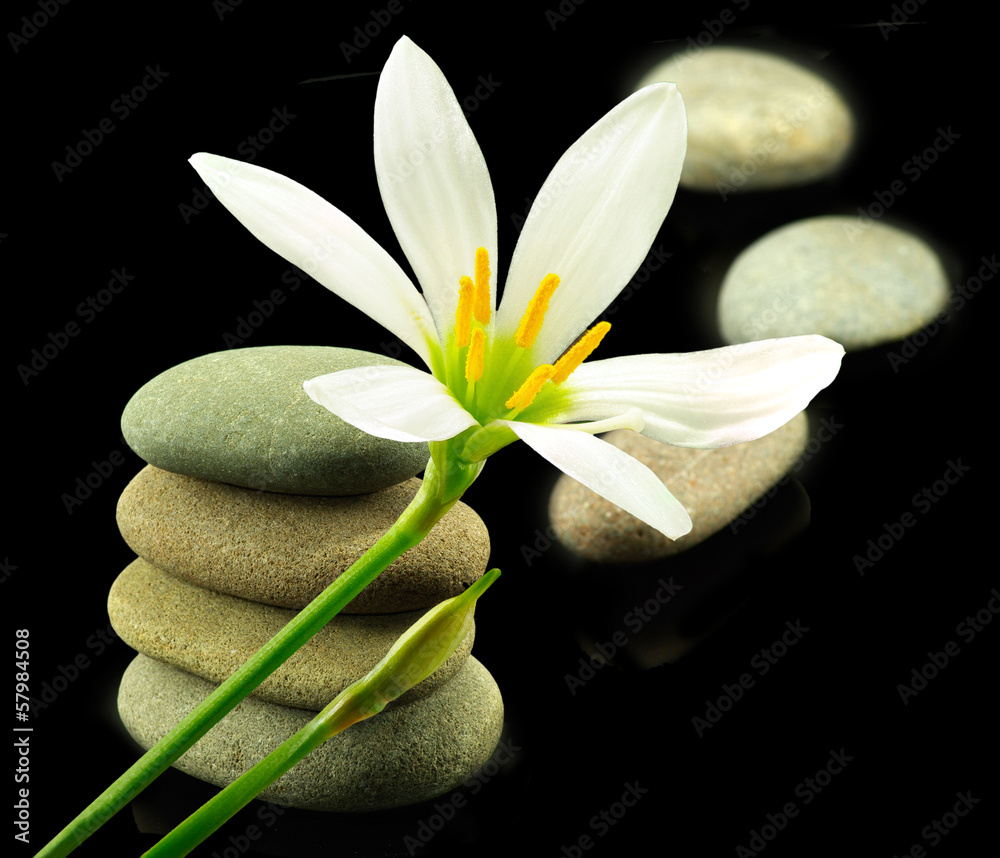 Fototapeta premium flower