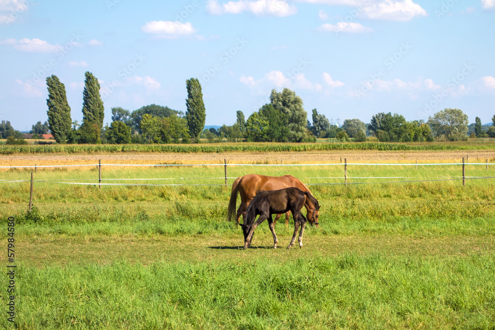 Horses on green meadow