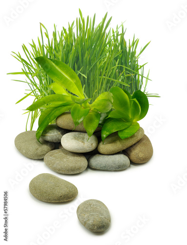 grass and stones closeup