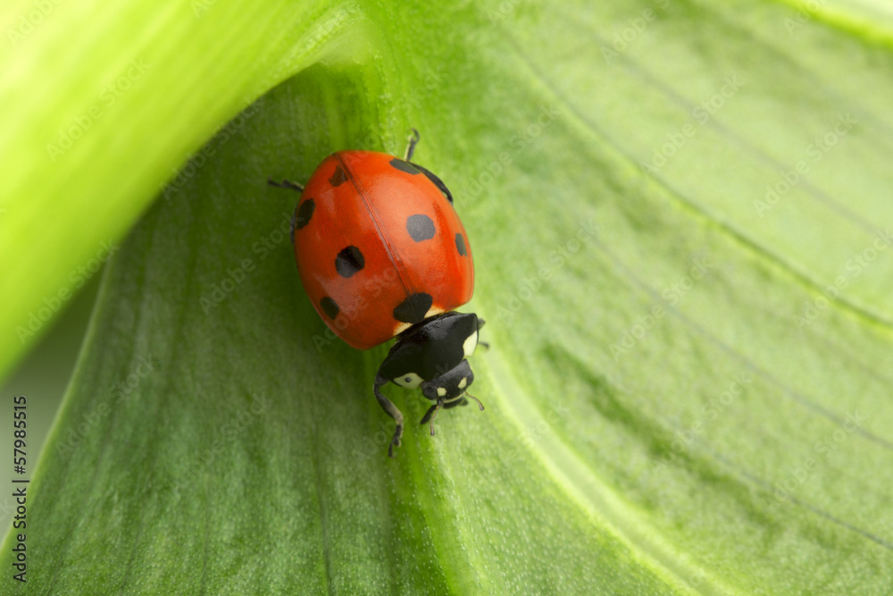 Obraz premium ladybug hiding under a leaf