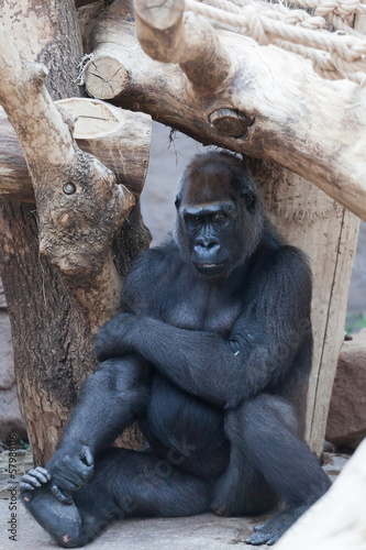 Fototapeta Naklejka Na Ścianę i Meble -  gorilla in the zoo open-air cage