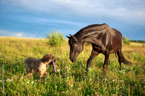 Fototapeta Naklejka Na Ścianę i Meble -  Black horse and briard dog