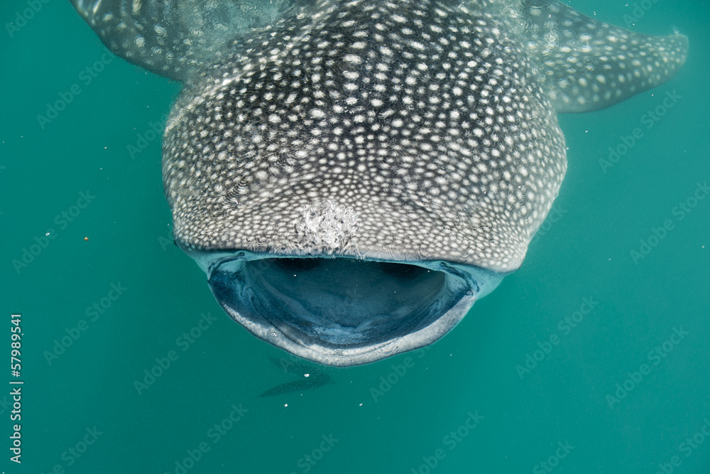 Fototapeta premium Whale Shark while eating