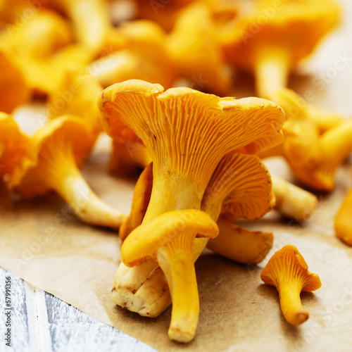 Chanterelle - Fresh chanterelle mushrooms