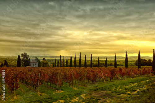 Картината върху платно Vigneto autunnale Toscano