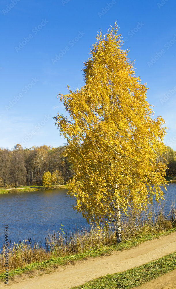 Golden birch tree, autumn