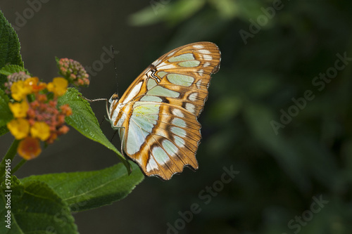 Papillon Siproeta steneles photo