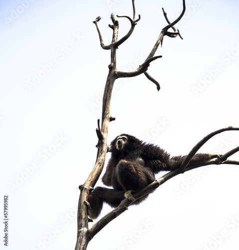 white-handed gibbon on tree