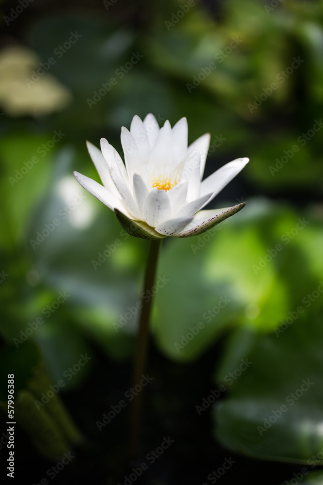 white lotus white lotus
