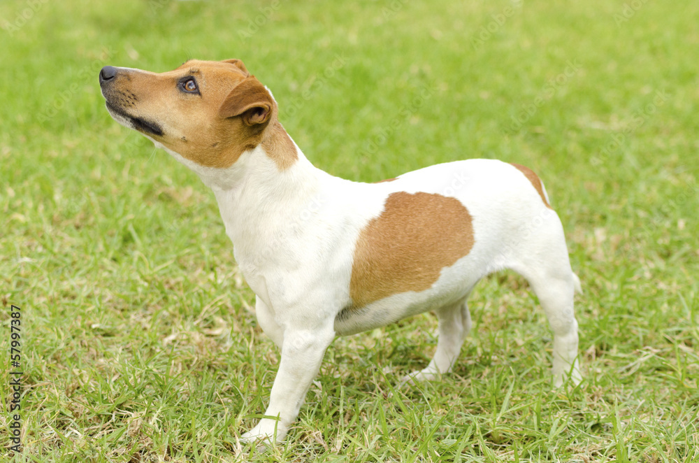 Jack Russell Terrier