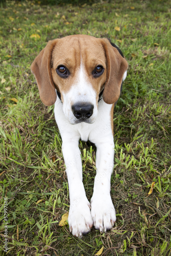 Mr beagle