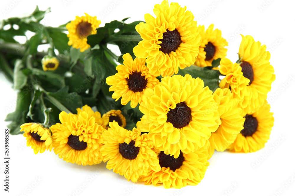Obraz premium Beautiful yellow chrysanthemum isolated on white