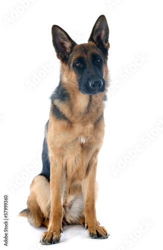 german shepherd