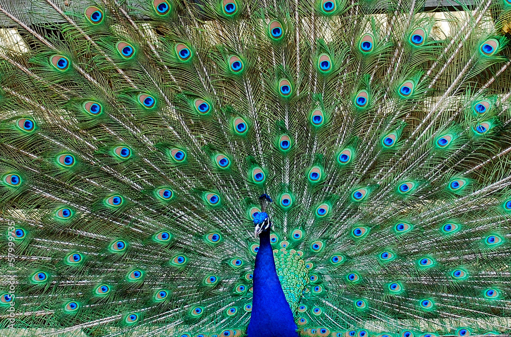 Fototapeta premium Peacock Indian