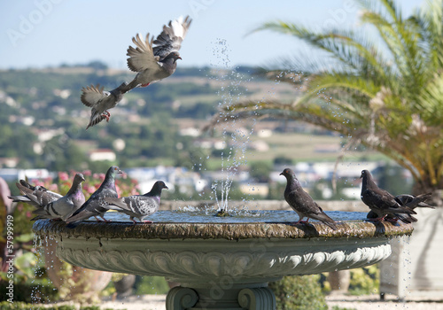 Fontaine aux pigeons photo